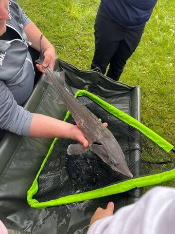 Fisch im Kescher